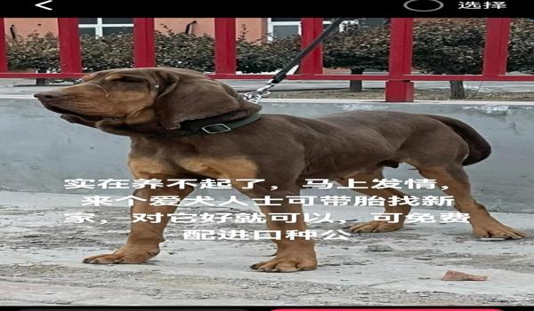 三角洲寻血猎犬没人管吗(三角洲寻血猎犬官方为什么不处理?) 三角洲寻血猎犬没人管吗(三角洲寻血猎犬官方为什么不处理?)