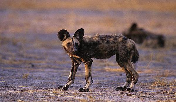 三角洲手游有猎犬吗(三角洲手游的猎犬长什么样?) 三角洲手游有猎犬吗(三角洲手游的猎犬长什么样?)